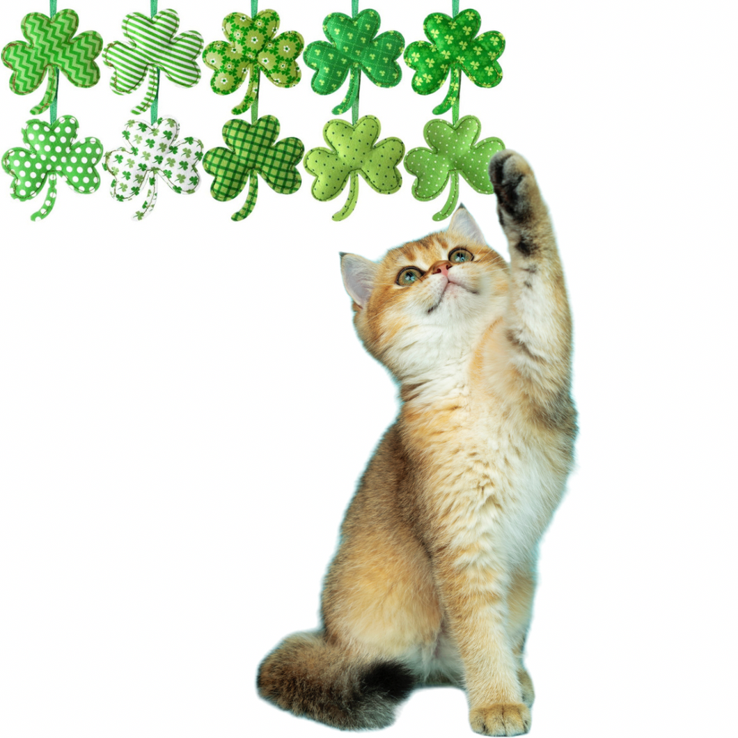 Shamrock Cat Nip Cat Toy Set